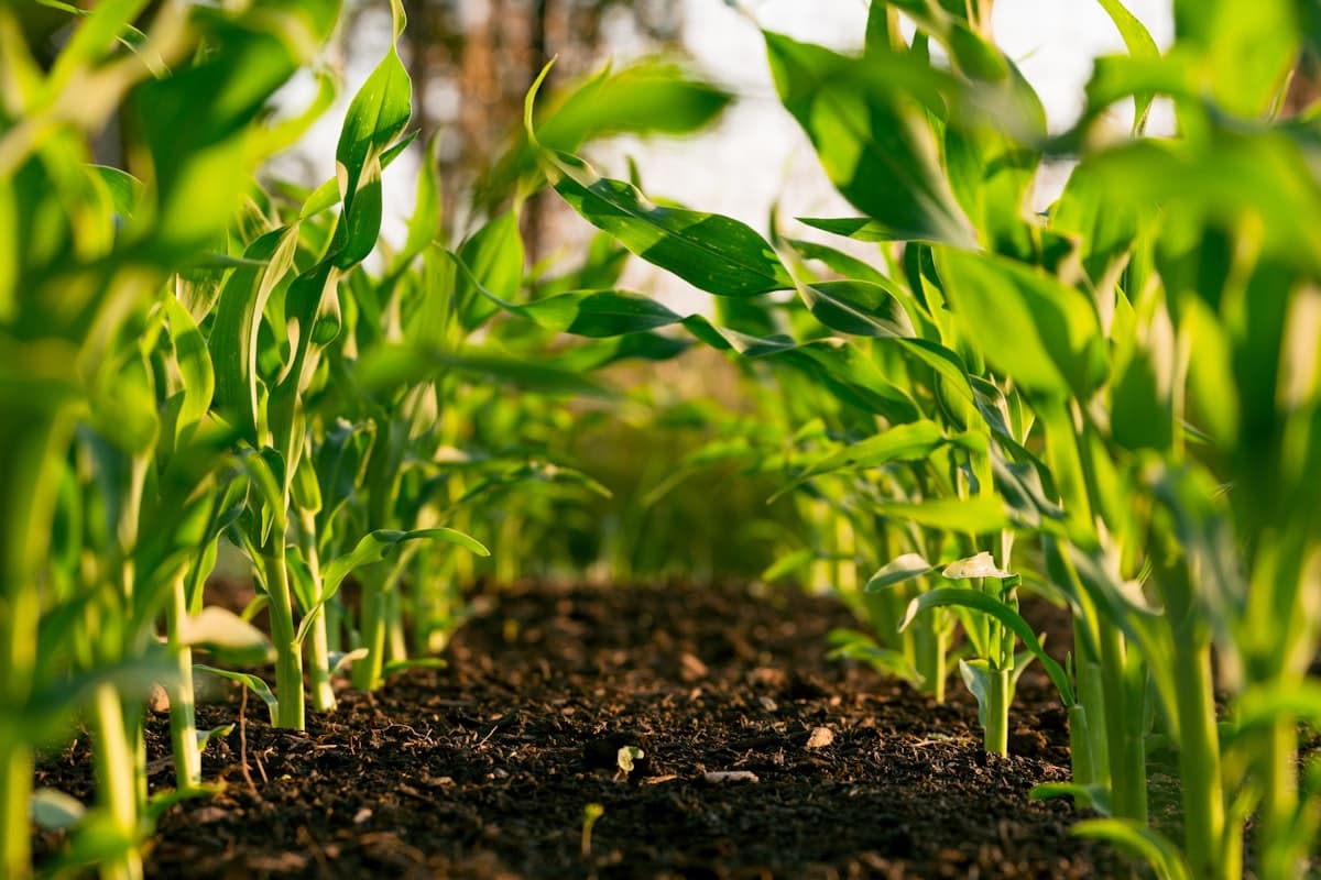 Agricultural field with precision farming technology and green crops